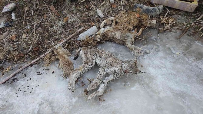 Sulama Kanalına Düşen Vaşak Telef Oldu