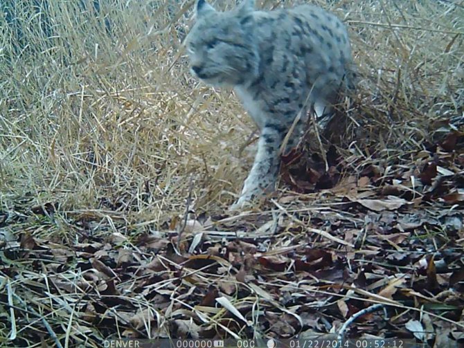 Sulama Kanalına Düşen Vaşak Telef Oldu