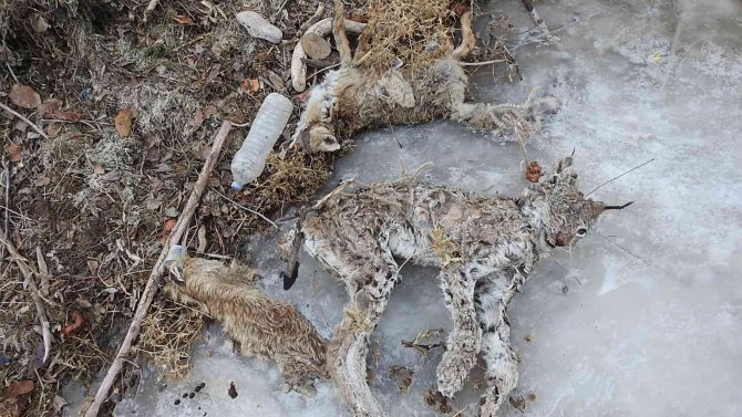 Sulama Kanalına Düşen Vaşak Telef Oldu