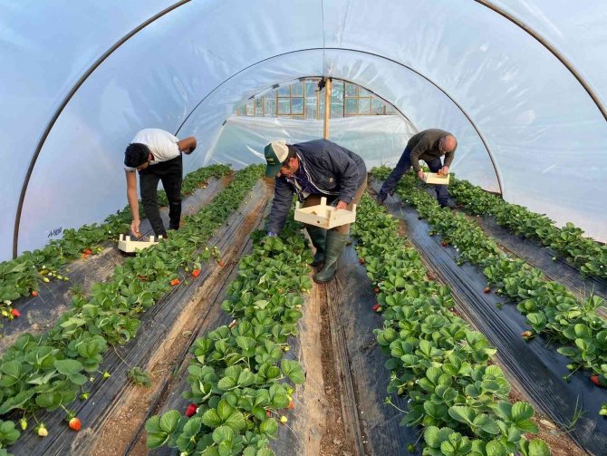 Kırmızı Elmas ‘Çilek’ Seralarında Hasat Telaşı