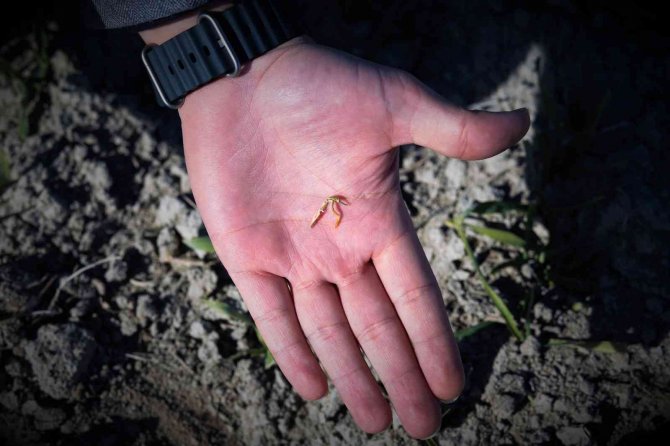 Tahıl Ambarı Konya Ovasında Yağışlarda Yüzde 40 Azalma Yaşandı