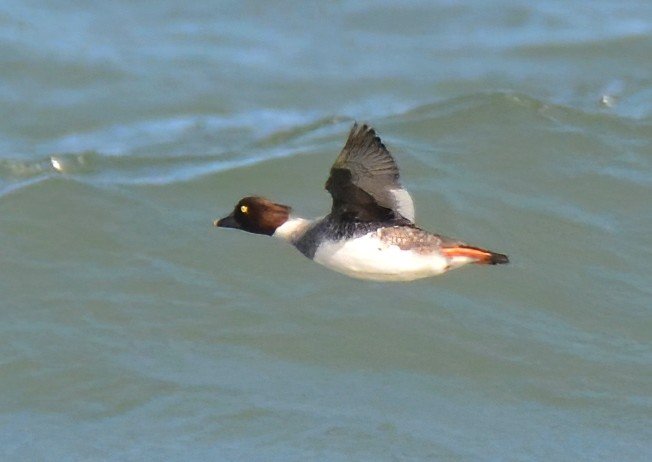 Koruma Altındaki Kuşlar Hersek Lagünü’nde