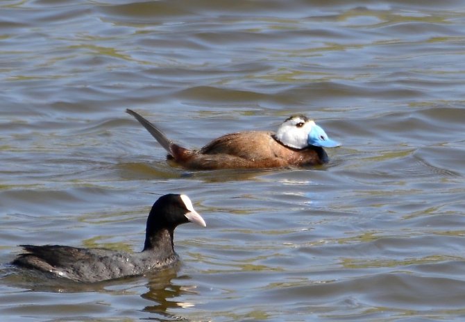 Koruma Altındaki Kuşlar Hersek Lagünü’nde