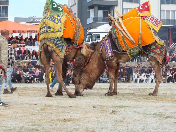 37 Yıldır Develerin Arasında