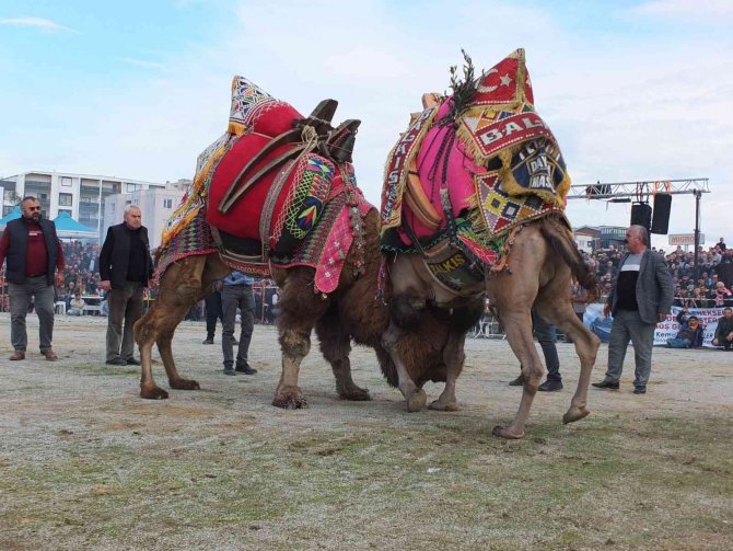 37 Yıldır Develerin Arasında