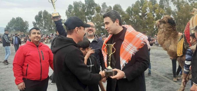 Didim’de Deve Güreşlerine Yoğun İlgi