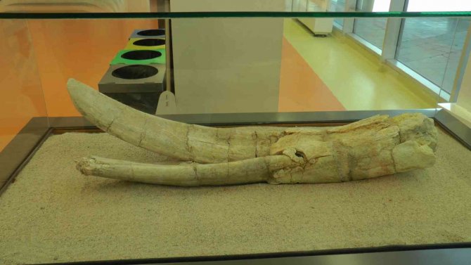 7,5 Milyon Yıllık Tarih Kayseri’de Sergileniyor