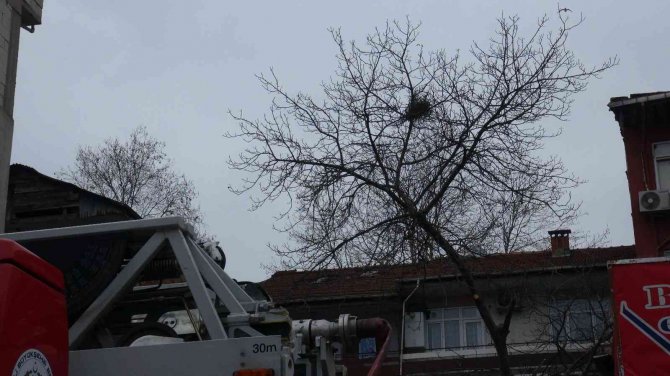 Budadığı Ceviz Ağacında Fenalaşan Vatandaşı İtfaiye Ekipleri Kurtardı
