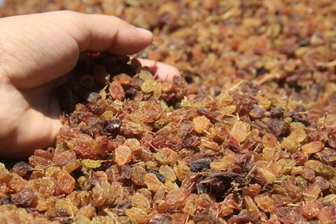 ’Kuru Üzümde Mazot Hilesi’ İddialarına Tepki