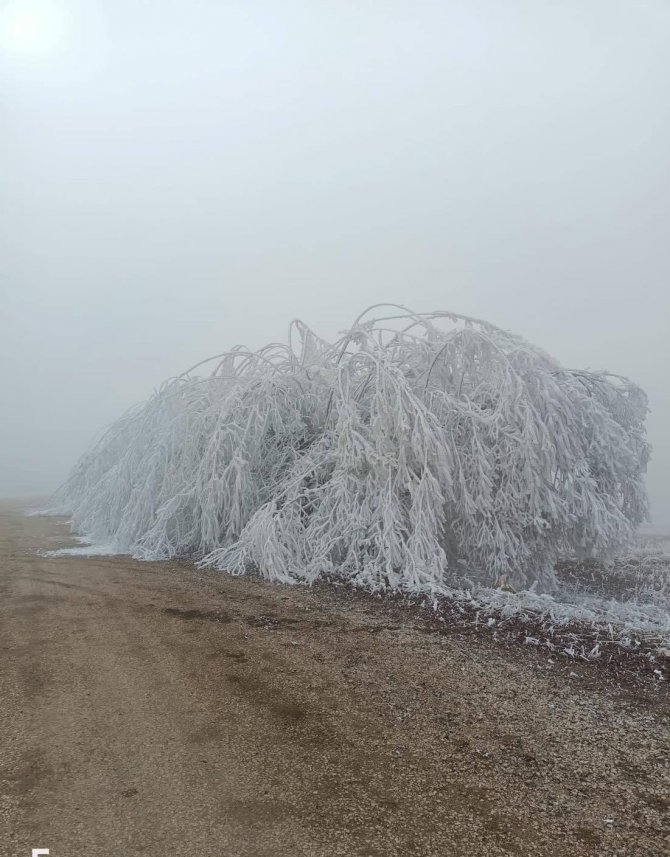 Darende’de Kar Beklenirken Ağaçlar Kırağı Tuttu
