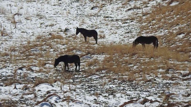 Munzur Dağlarındaki Yılkı Atları Görüntülendi
