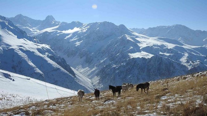 Munzur Dağlarındaki Yılkı Atları Görüntülendi