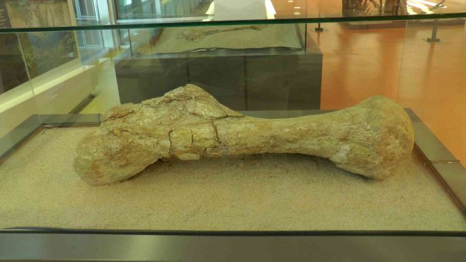 7,5 Milyon Yıllık Tarih Kayseri’de Sergileniyor