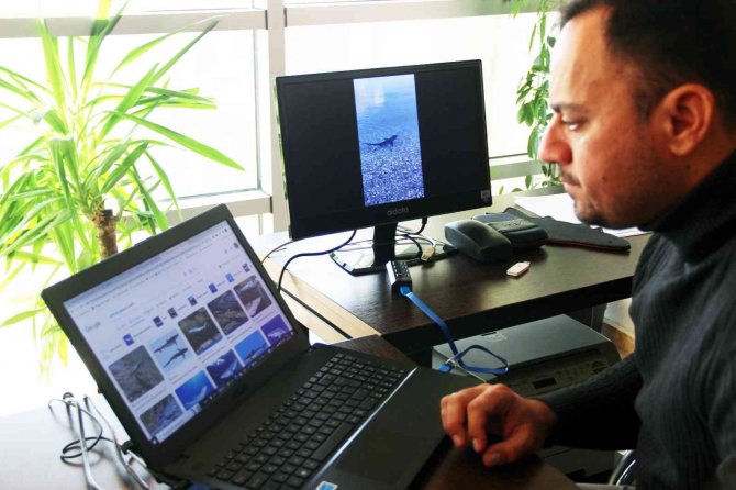 Koruma Altındaki Köpekbalığı, Kıyıya Yakın Görüntülendi