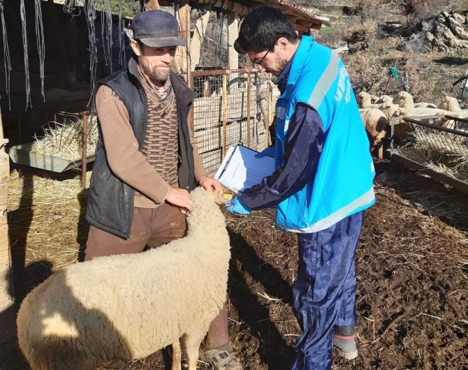 Şaphane’de Anaç Koyun Keçi Desteklemesi Tespit Çalışmaları