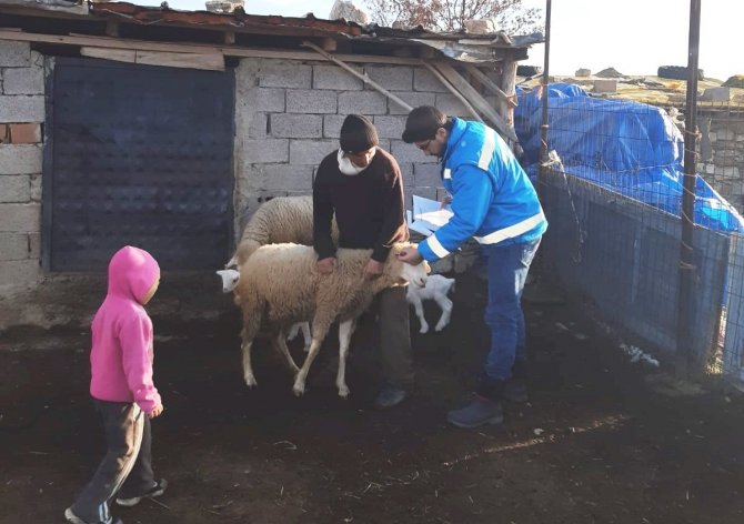Şaphane’de Anaç Koyun Keçi Desteklemesi Tespit Çalışmaları
