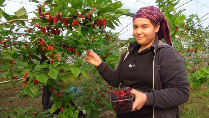 Silifke’de Yılın İlk Karadut Hasadı Yapıldı: Kilosu 110 Tl