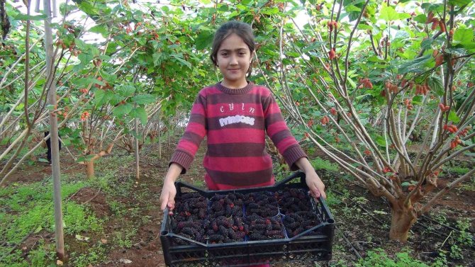 Silifke’de Yılın İlk Karadut Hasadı Yapıldı: Kilosu 110 Tl