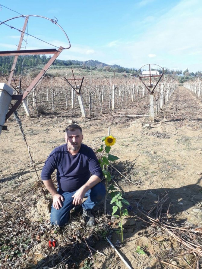 Ocak Ayında Ayçiçeği Açtı