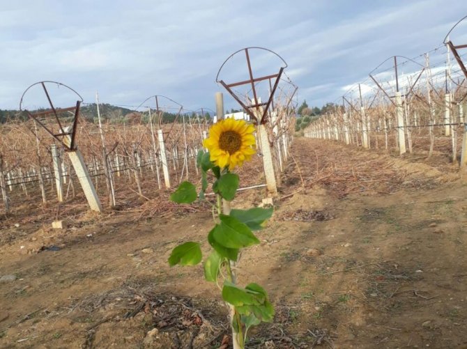 Ocak Ayında Ayçiçeği Açtı