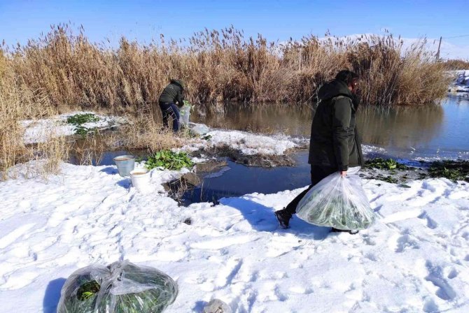 Erçek Gölü Çevresine Yaban Hayvanlar İçin Yem Bırakıldı