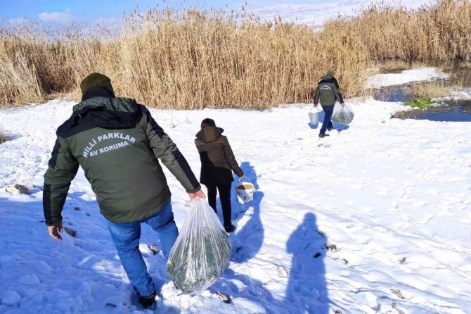 Erçek Gölü Çevresine Yaban Hayvanlar İçin Yem Bırakıldı