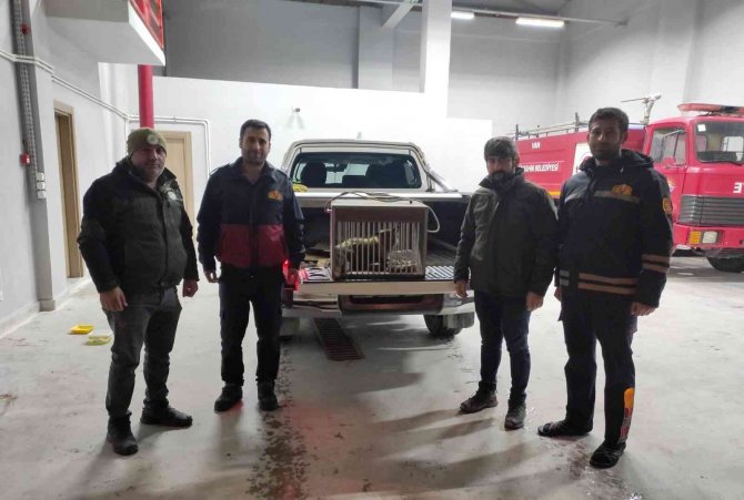 Van’da Tel Örgüye Sıkışarak Yaralanan Tilki Tedavi Altına Alındı