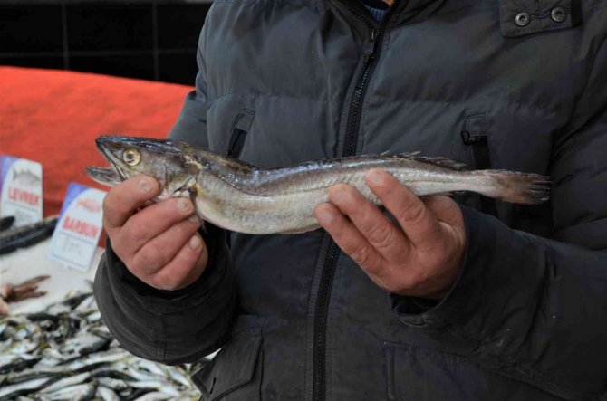 Karadeniz’de Çıkmayan Balık, Yolunu Şaşırıp Ordu’ya Kadar Geldi