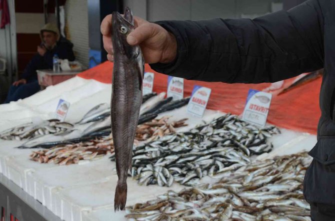 Karadeniz’de Çıkmayan Balık, Yolunu Şaşırıp Ordu’ya Kadar Geldi