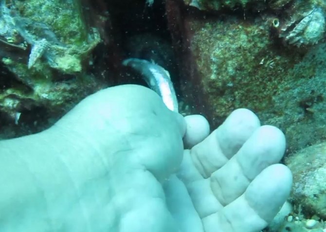 Mevsim Normallerinin Üzerinde Seyreden Deniz Suyu Sıcaklığı, Balıkların Üreme Dönemini Saptırdı