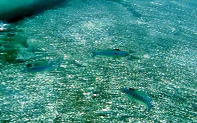 Mevsim Normallerinin Üzerinde Seyreden Deniz Suyu Sıcaklığı, Balıkların Üreme Dönemini Saptırdı