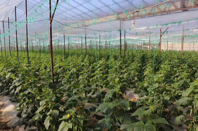 Alanya’nın Bereketli Topraklarında 12 Ay Boyunca Üretim