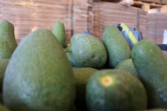 Alanya’nın Bereketli Topraklarında 12 Ay Boyunca Üretim