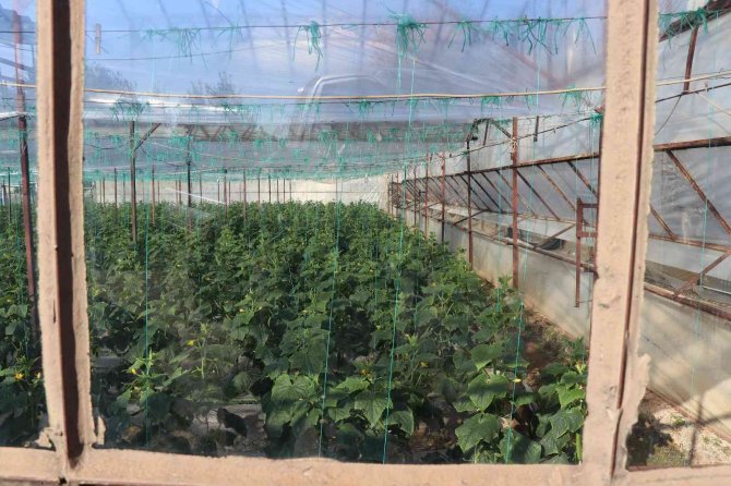 Alanya’nın Bereketli Topraklarında 12 Ay Boyunca Üretim