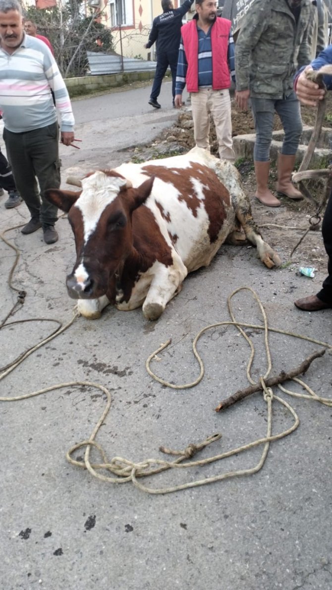 Sulama Kanalı Çukuruna Düşen İnek Kepçeyle Kurtarıldı