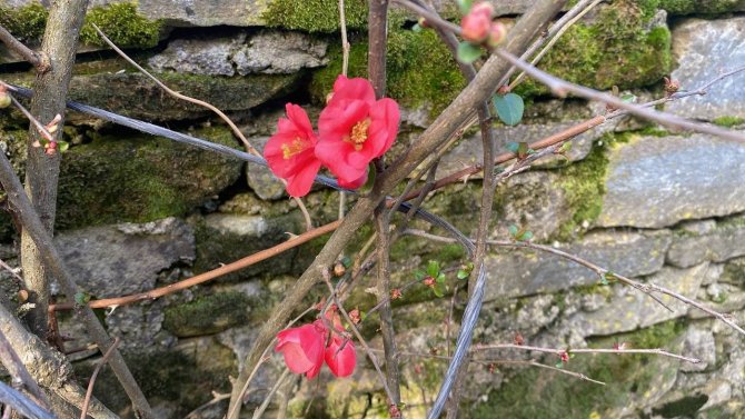 Yalancı Bahara Aldanan Ağaçlar Kış Ortasında Tomurcuk Verip Çiçek Açtı