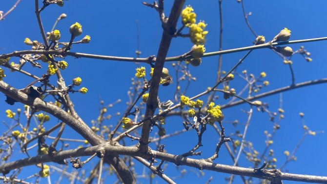 Yalancı Bahara Aldanan Ağaçlar Kış Ortasında Tomurcuk Verip Çiçek Açtı