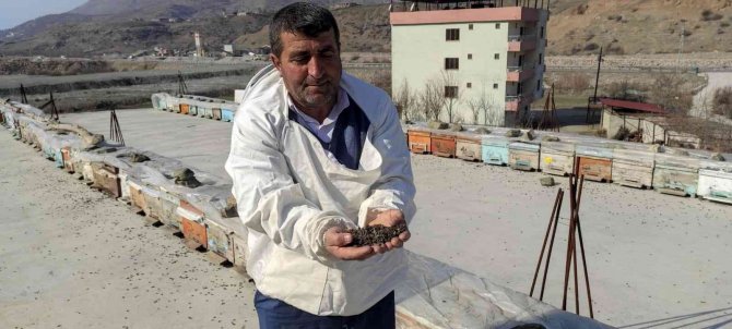 Batman’da Yaşanan Kuraklık Milyonlarca Arının Telef Olmasına Neden Oldu
