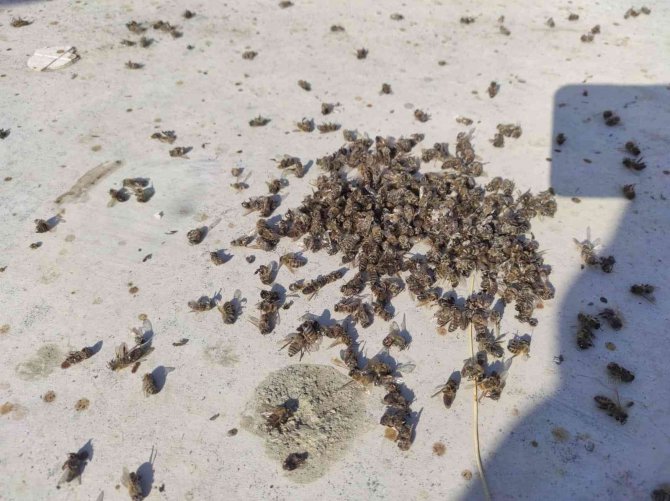 Batman’da Yaşanan Kuraklık Milyonlarca Arının Telef Olmasına Neden Oldu