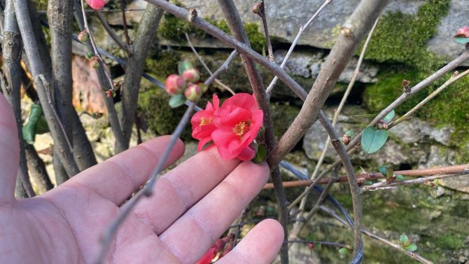 Yalancı Bahara Aldanan Ağaçlar Kış Ortasında Tomurcuk Verip Çiçek Açtı