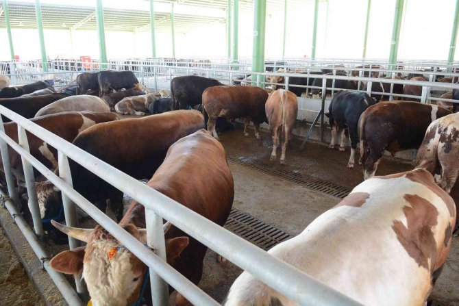 Kocaeli’de Şap Hastalığı Şüphesi