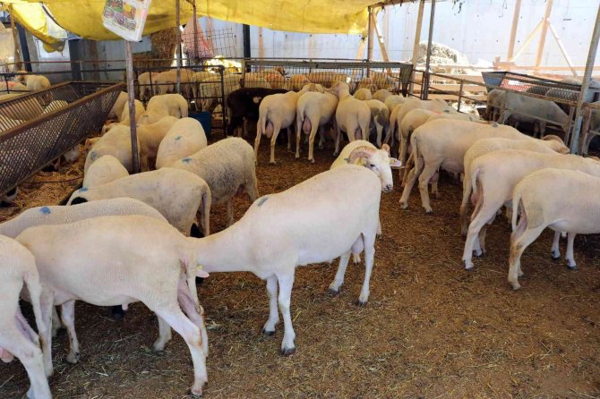 Kocaeli’de Şap Hastalığı Şüphesi