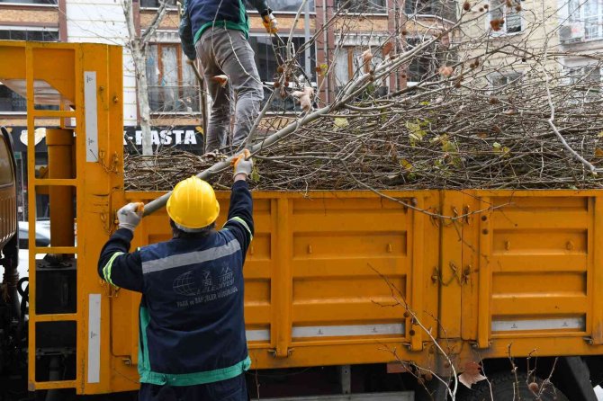 Esenyurt’ta Ağaçlar Kışa Hazırlanıyor