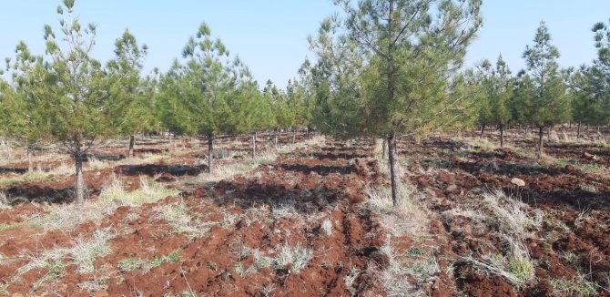 Mesire Alanları Sezona Hazırlanıyor