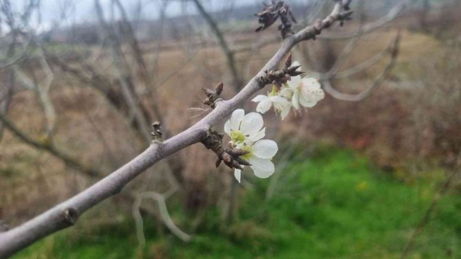 Erik Ağacı Ocak Ayında Çiçek Açtı