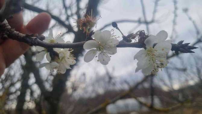 Erik Ağacı Ocak Ayında Çiçek Açtı