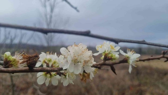 Erik Ağacı Ocak Ayında Çiçek Açtı