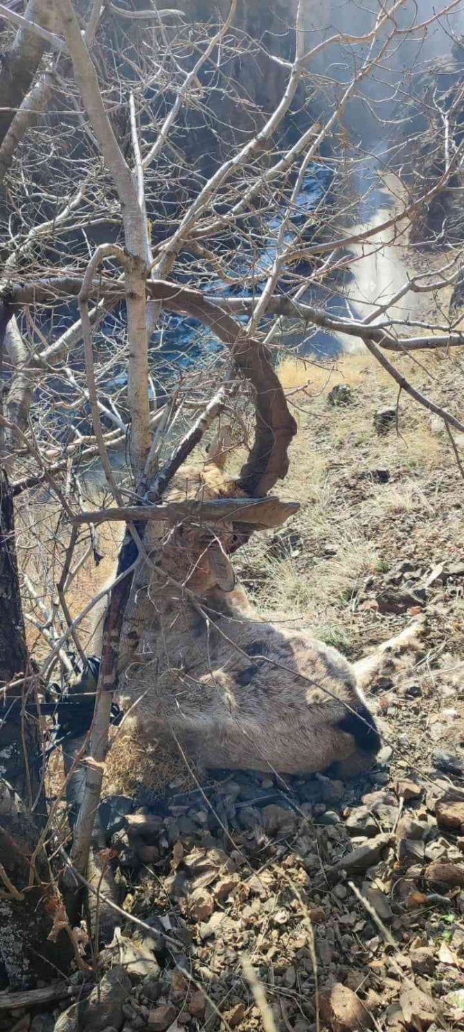 Koruma Altındaki Dağ Keçisini Avladılar
