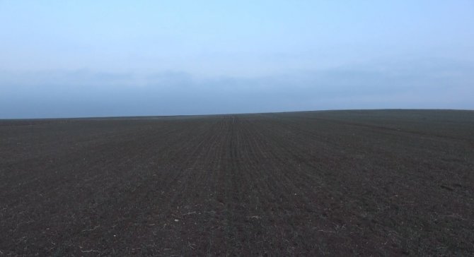 Ocak Ayında Arpa Ve Buğday Tarlaları Yeşillendi