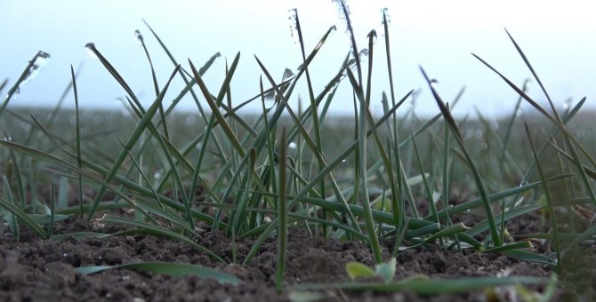 Ocak Ayında Arpa Ve Buğday Tarlaları Yeşillendi